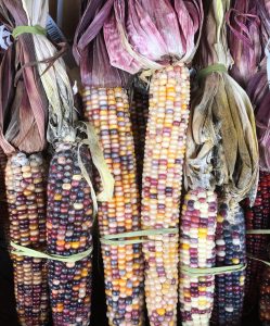 Indian-Corn-at-The-Fresh-Market
