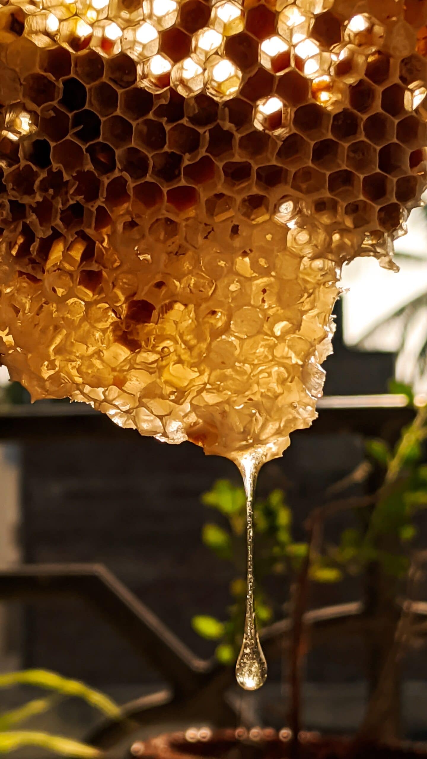 Honey comb with honey dripping off - foods you should never refrigerate