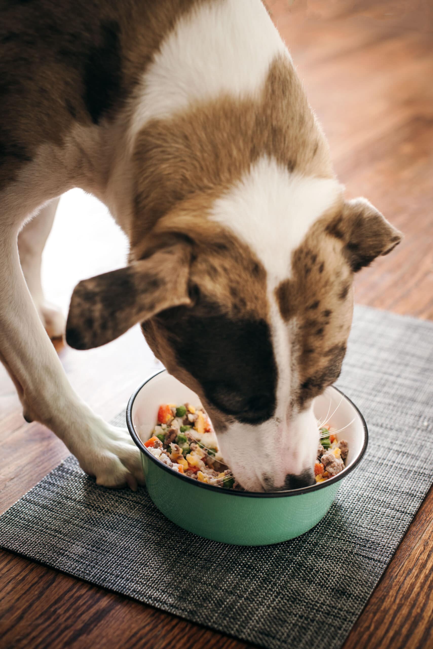 Dog Bijou enjoying dinner in her food bowl