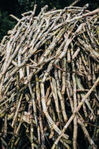 3 Interesting Facts About History the Sugar Cane Plant May Not Know