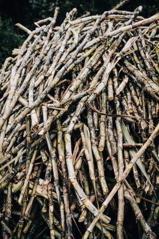 History of Sugar cane - raw sugar cane in the field