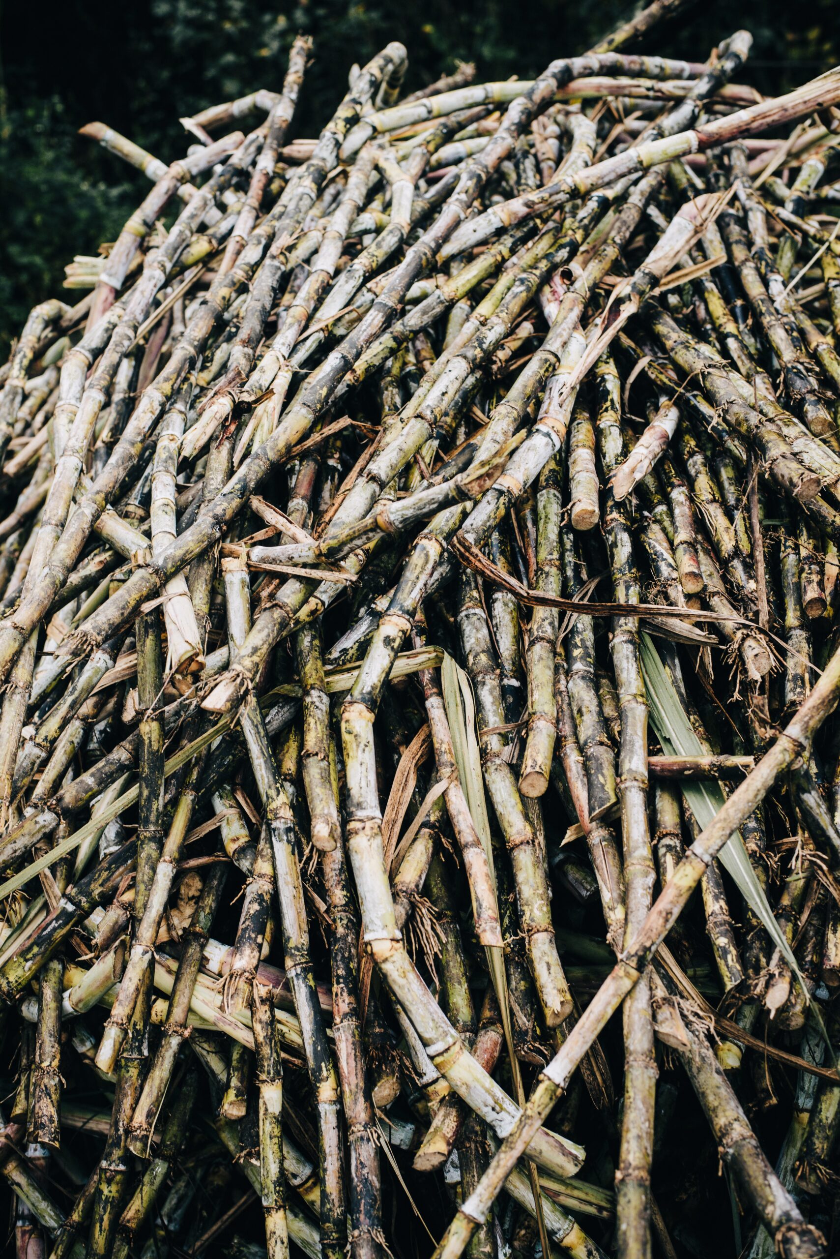 History of the sugar cane plant- raw sugar cane in the field