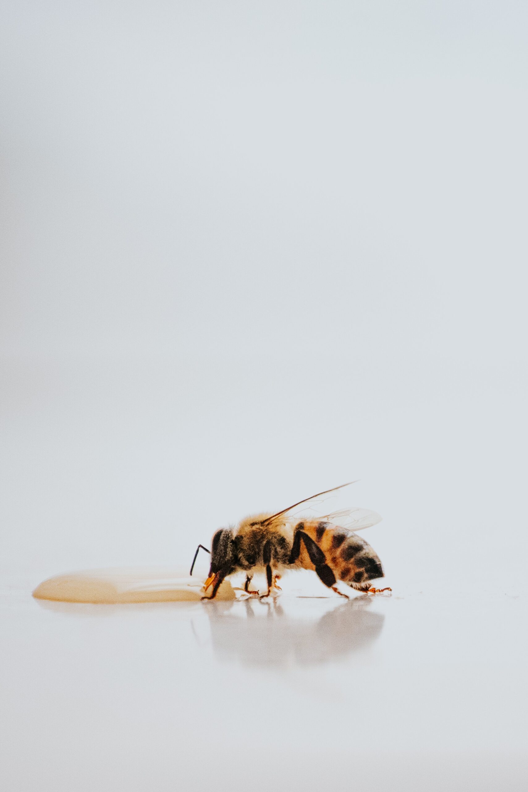 Honey Bee with Honey - Discover What is the 5 Differences Between Raw Honey and Processed Honey